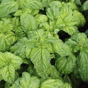Ocimum basilicum Napoletano