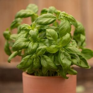 Ocimum basilicum Sweet