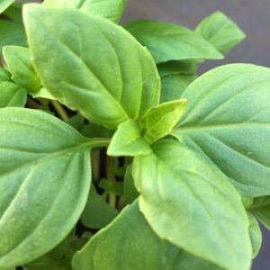 Ocimum basilicum Thai