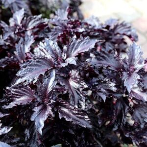 Ocimum basilicum var. purpurascens Purple Ruffles
