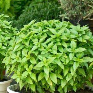 Ocimum minimum