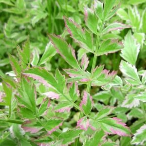 Oenanthe japonica Flamingo