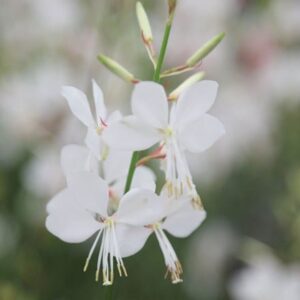 Oenothera lindheimeri The Bride