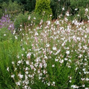 Oenothera lindheimeri Whirling Butterflies