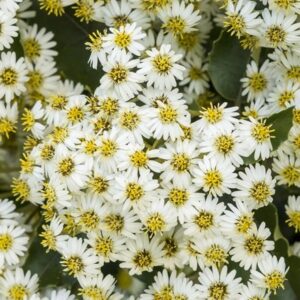 Olearia × haastii