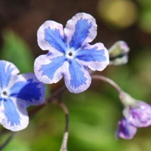 Omphalodes cappadocica Starry Eyes