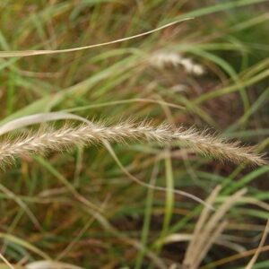 Panicum virgatum Warrior