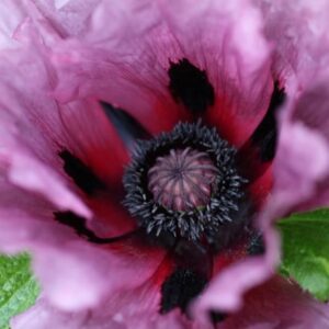 Papaver (Oriental Group) Patty's Plum