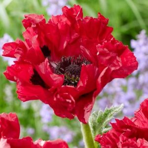 Papaver (Oriental Group) Red Rumble ('HG01') (PBR)