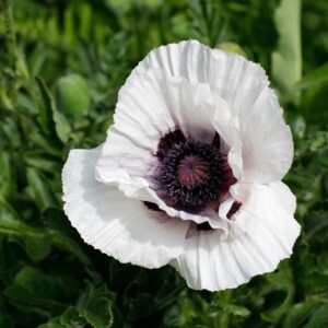 Papaver (Oriental Group) Royal Wedding