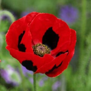Papaver commutatum