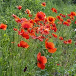 Papaver rhoeas