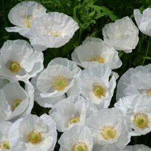 Papaver rhoeas Bridal Silk