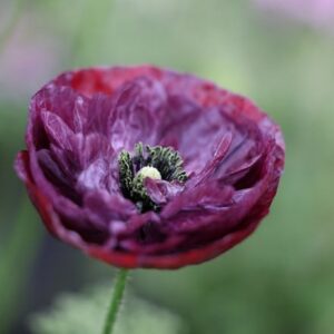 Papaver rhoeas Pandora