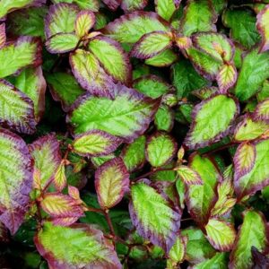 Parrotia persica Persian Spire ('JLPN01') (PBR)