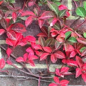 Parthenocissus henryana