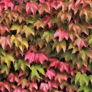 Parthenocissus tricuspidata Veitchii