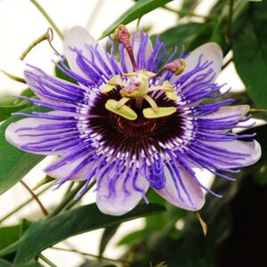 Passiflora Purple Haze