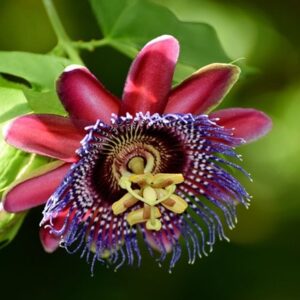 Passiflora alata