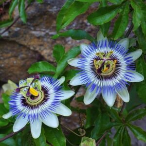 Passiflora caerulea