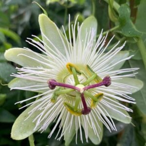Passiflora caerulea Constance Eliott