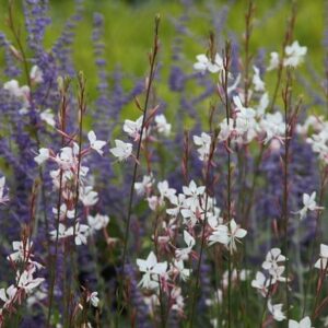 Pastel haze plant combination