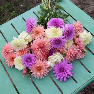 Pastel perfection dahlia collection