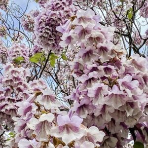 Paulownia elongata Futuro (PBR)