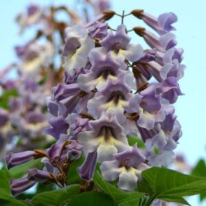 Paulownia tomentosa