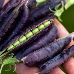 Pea Blauwschokker