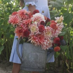 Peach dahlia collection