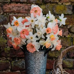 Peachy daffodil collection