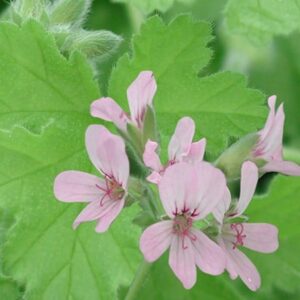 Pelargonium Attar of Roses