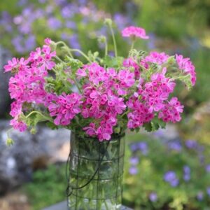Pelargonium Pink Capricorn
