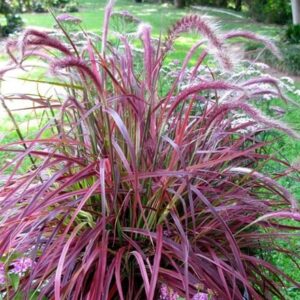 Pennisetum advena Fireworks (PBR)