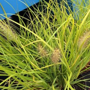 Pennisetum alopecuroides Hameln Gold (PBR)