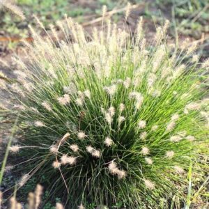 Pennisetum alopecuroides Little Bunny