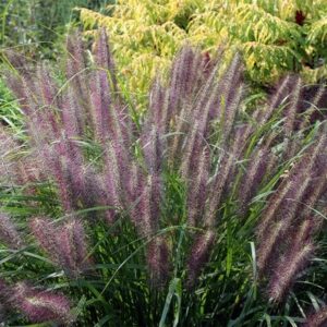 Pennisetum alopecuroides Red Head