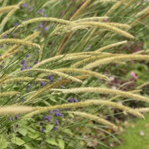 Pennisetum macrourum