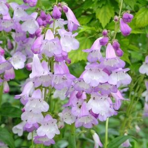 Penstemon Alice Hindley