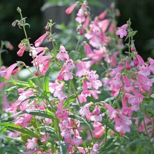 Penstemon Apple Blossom