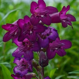 Penstemon Pensham Bilberry Ice (Pensham Series)