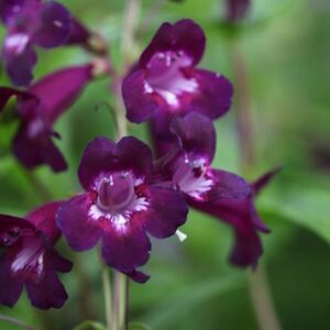 Penstemon Pensham Plum Jerkum (Pensham Series)