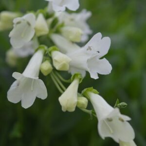 Penstemon Pensham Wedding Day (Pensham Series)