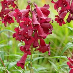 Penstemon Rich Ruby