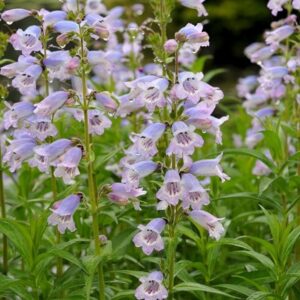 Penstemon Stapleford Gem