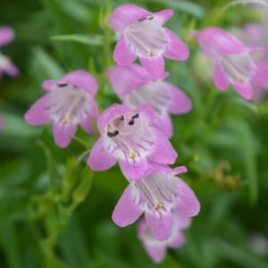 Penstemon Summertime Pink