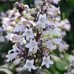 Penstemon digitalis Husker Red