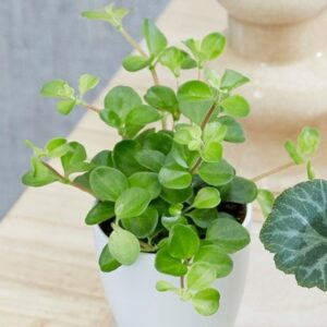 Peperomia Bottle garden / terrarium plant
