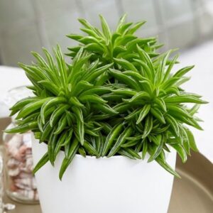 Peperomia ferreyrae